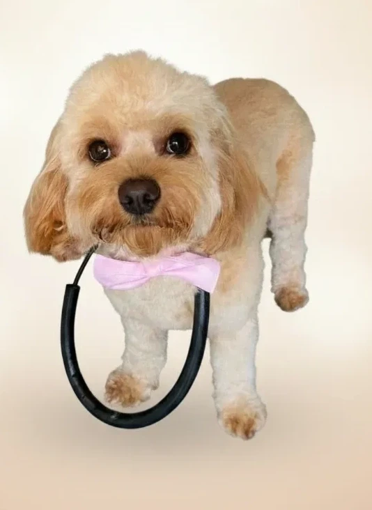 Groomed dog 10 at Vanity Fur Grooming