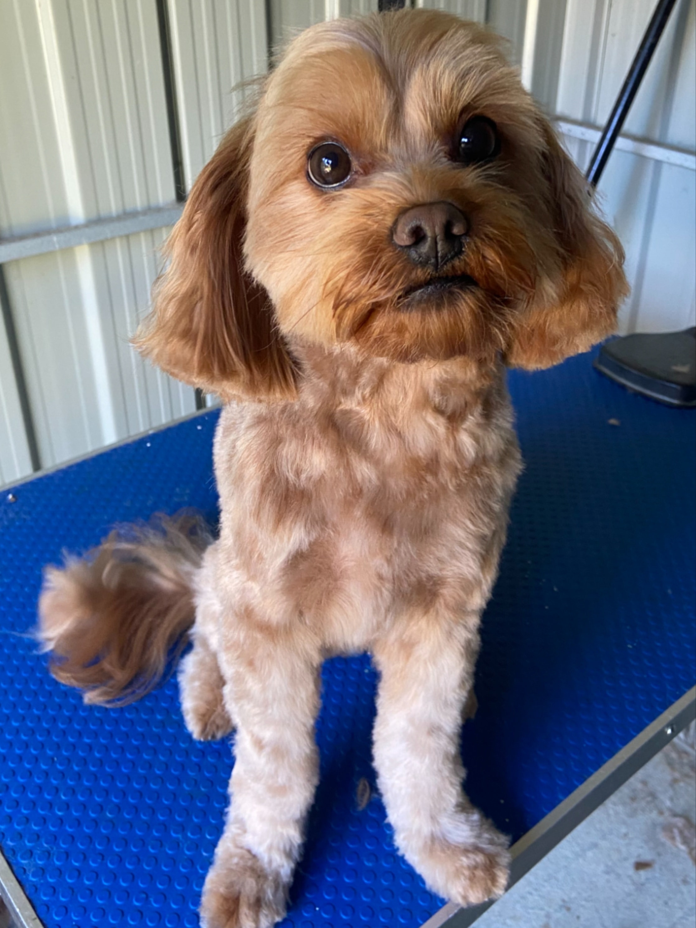 Groomed dog 12 at Vanity Fur Grooming
