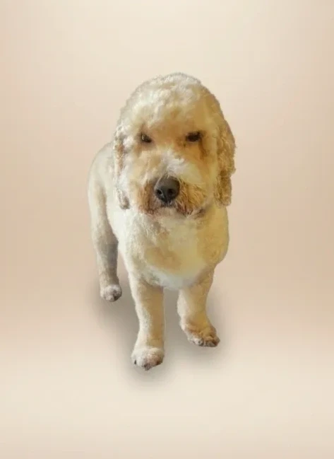 Groomed dog 13 at Vanity Fur Grooming