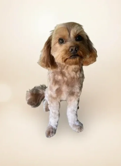 Groomed dog 18 at Vanity Fur Grooming