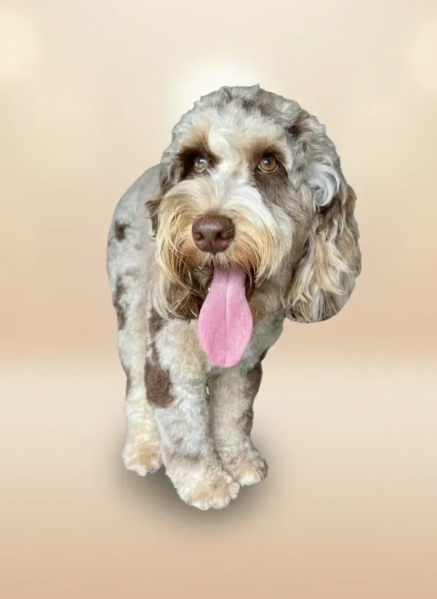 Groomed dog 21 at Vanity Fur Grooming