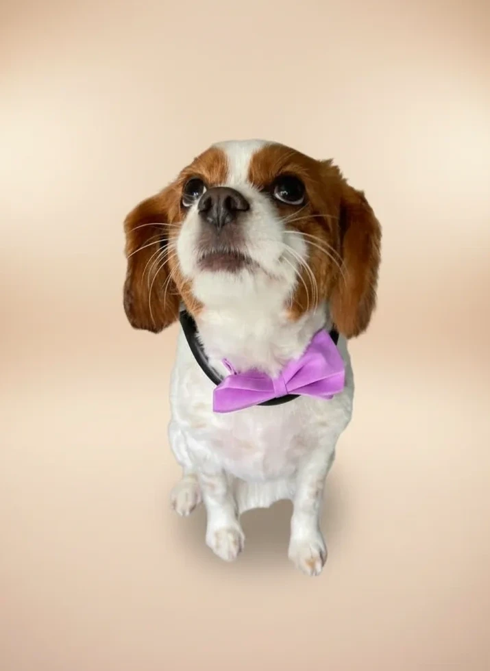 Groomed dog 23 at Vanity Fur Grooming